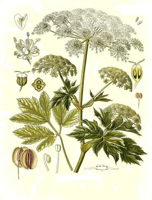 Framed Print : Medicinal plant, Imperatoria ostruthium