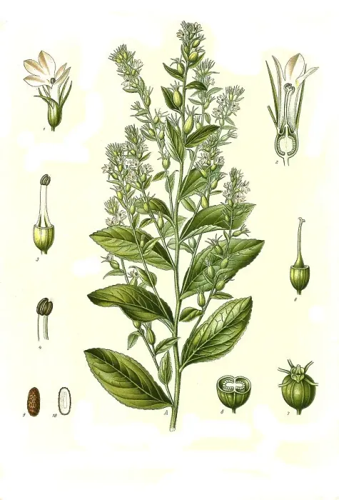 Framed Print : Medicinal plant, Indian tobacco (Lobelia inflata) Framed Print : Medicinal plant, Indian tobacco (Lobelia inflata)