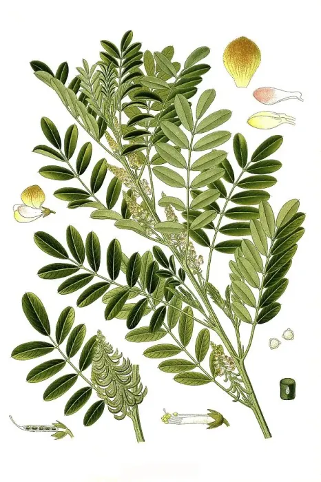Framed Print : Medicinal plant, Indigofera anil Framed Print : Medicinal plant, Indigofera anil