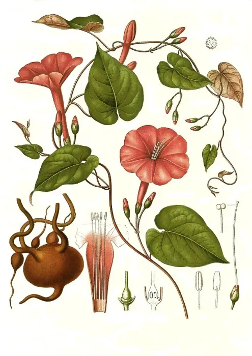 Framed Print : Medicinal plant, ipomoea (Exogonium purga) (Convolvulus purga) Framed Print : Medicinal plant, ipomoea (Exogonium purga) (Convolvulus purga)