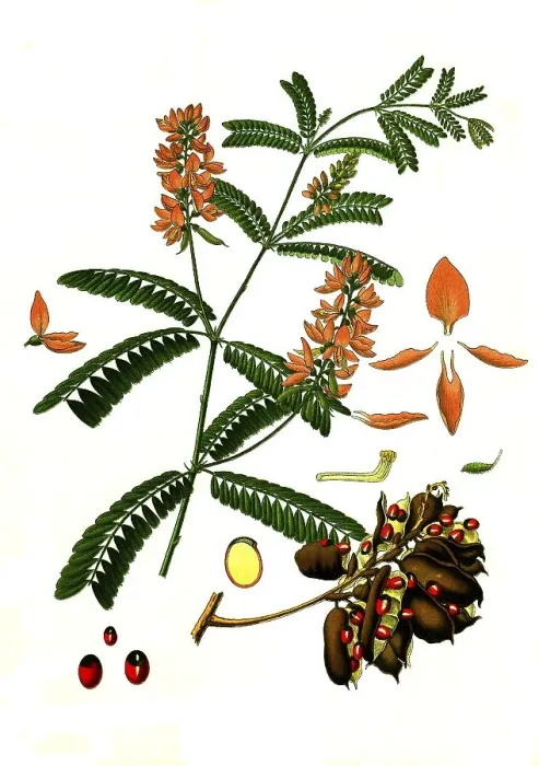 Framed Print : Medicinal plant, jequirity, also called paternoster bean or crab's eye (Abrus precatorius) vine