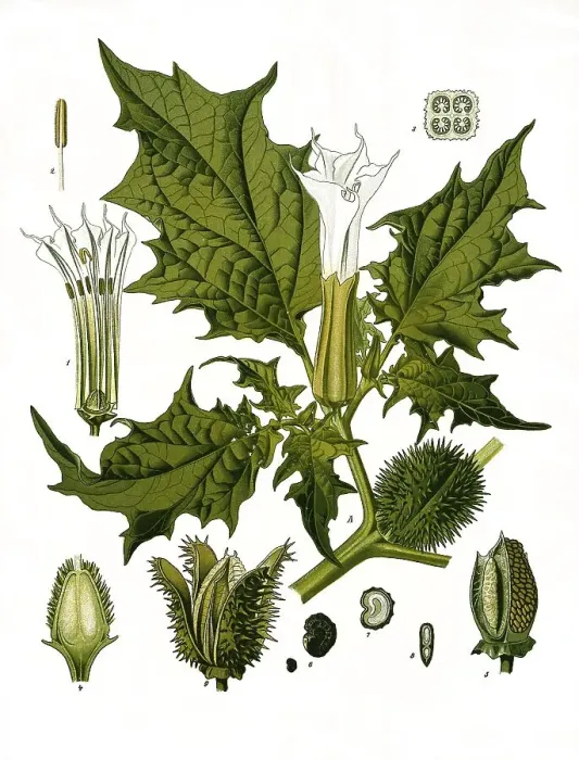Framed Print : Medicinal plant, jimson weed (Datura stramonium) or White Datura