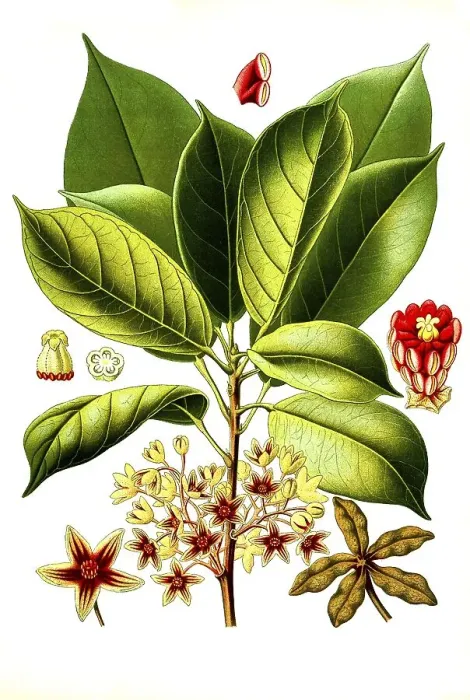 Framed Print : Medicinal plant, kola tree (Cola acuminata) Framed Print : Medicinal plant, kola tree (Cola acuminata)