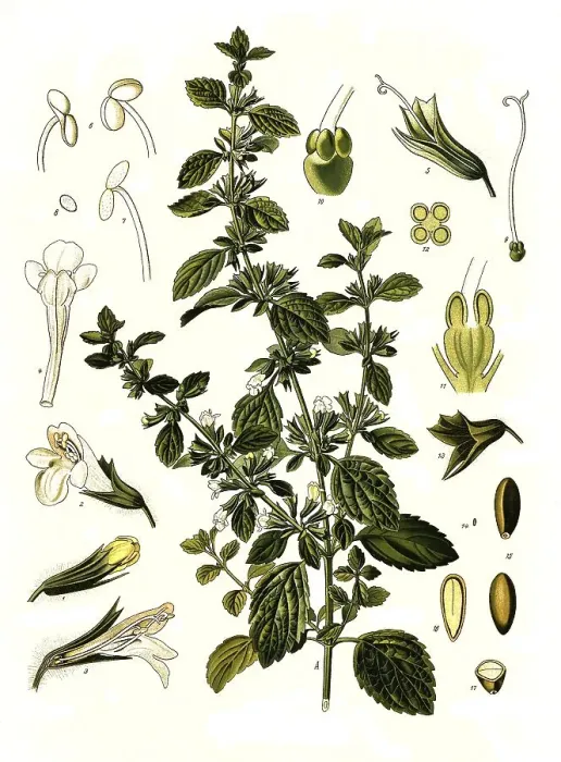 Framed Print : Medicinal plant, lemon balm (Melissa officinalis) or melissa Framed Print : Medicinal plant, lemon balm (Melissa officinalis) or melissa