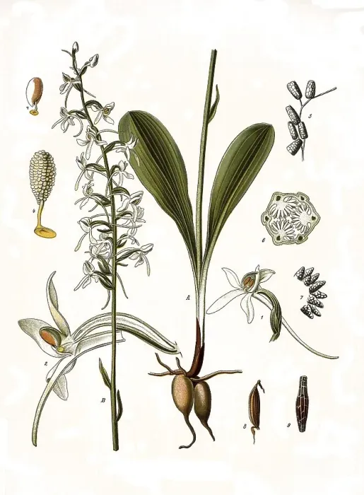 Framed Print : Medicinal plant, lesser butterfly-orchid (Platanthera bifolia)