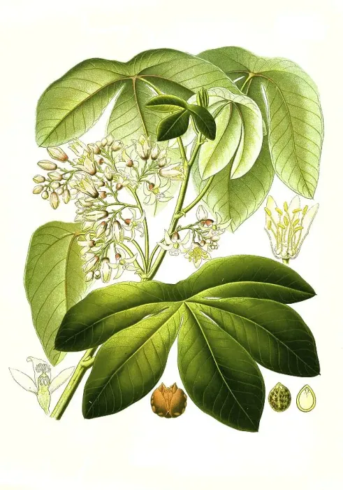 Framed Print : Medicinal plant, Manihot glaziovii