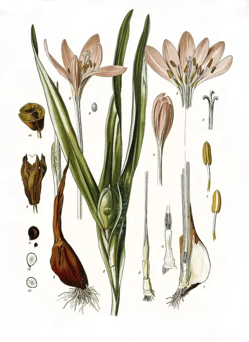 Framed Print : Medicinal plant, meadow saffron (Colchicum autumnale)