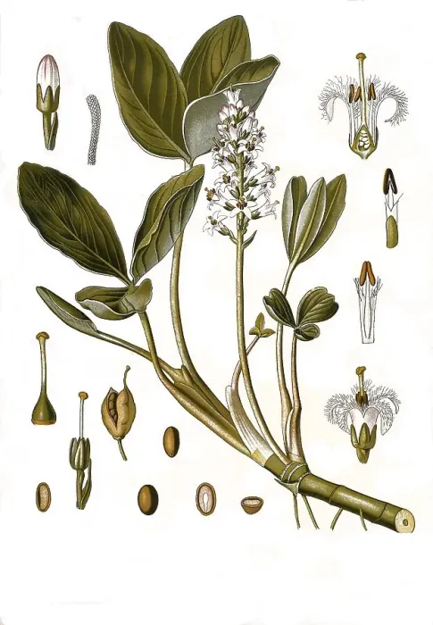 Framed Print : Medicinal plant (Menyanthes trifoliata) Framed Print : Medicinal plant (Menyanthes trifoliata)