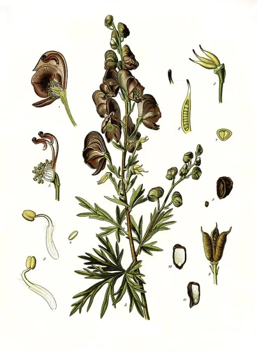 Framed Print : Medicinal plant, monkshood (Aconitum napellus) Framed Print : Medicinal plant, monkshood (Aconitum napellus)