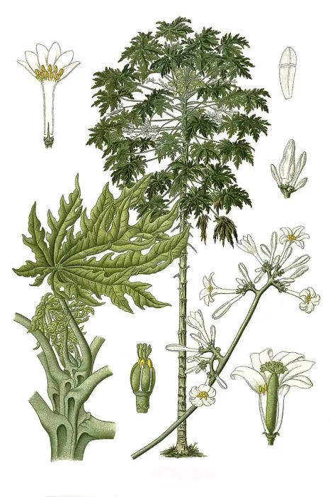 Framed Print : Medicinal plant, papaya (Carica papaya)