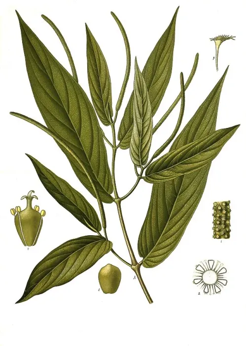 Framed Print : Medicinal plant, Piper angustifolium Framed Print : Medicinal plant, Piper angustifolium