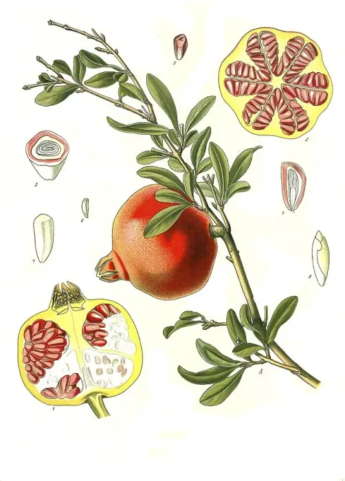 Framed Print : Medicinal plant, Pomegranate (Punica granatum) Framed Print : Medicinal plant, Pomegranate (Punica granatum)