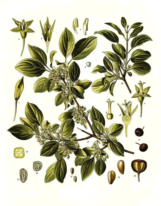 Framed Print : Medicinal plant, Purgier buckthorn (Rhamnus) cathartica
