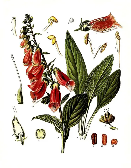 Framed Print : Medicinal plant, red digitalis minor (Digitalis purpurea) Framed Print : Medicinal plant, red digitalis minor (Digitalis purpurea)