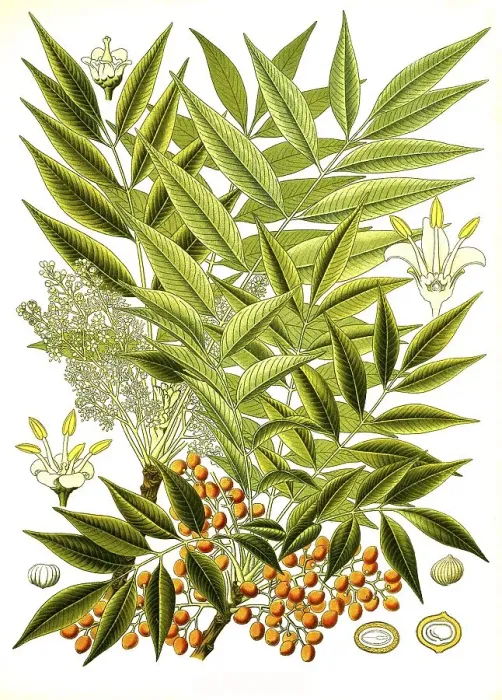 Framed Print : Medicinal plant, Rhus succedanea Framed Print : Medicinal plant, Rhus succedanea