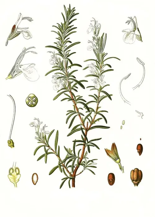 Framed Print : Medicinal plant, Rosemary (Rosmarinus officinalis)