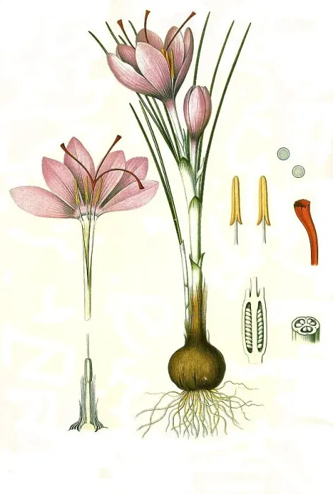 Framed Print : Medicinal plant, saffron crocus (Crocus sativus) Framed Print : Medicinal plant, saffron crocus (Crocus sativus)