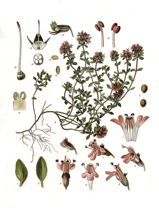 Framed Print : Medicinal plant, sand thyme (Thymus serpyllum) or field thyme
