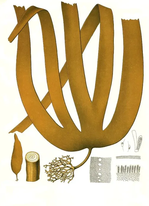 Framed Print : Medicinal plant, sea rod (Laminaria hyperborea)