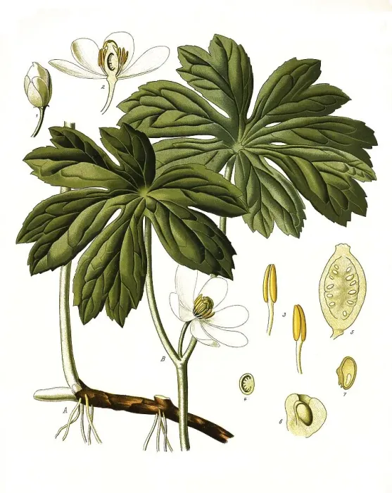 Framed Print : Medicinal plant, Shield-shaped footleaf