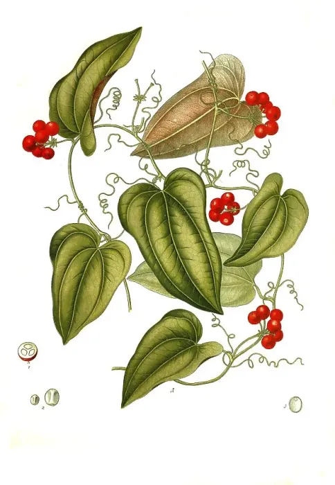 Framed Print : Medicinal plant, Smilax aristolochiifolia Framed Print : Medicinal plant, Smilax aristolochiifolia