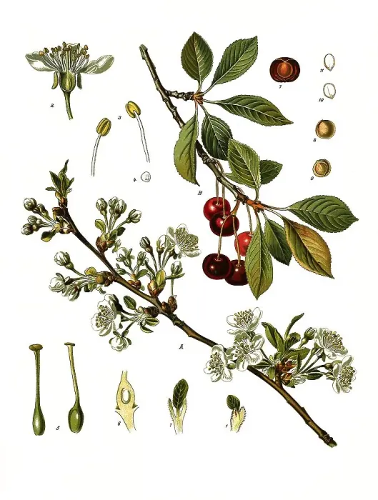Framed Print : Medicinal plant, sour cherry (Prunus cerasus) or sour cherry