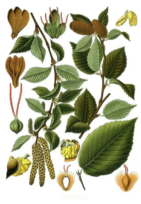 Framed Print : Medicinal plant, spice birch (Betula lenta) is a medium-sized deciduous tree of the birch genus in the birch family