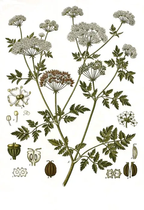 Framed Print : Medicinal plant, Spotted hemlock (Conium maculatum) is a species of plant from the hemlock Framed Print : Medicinal plant, Spotted hemlock (Conium maculatum) is a species of plant from the hemlock