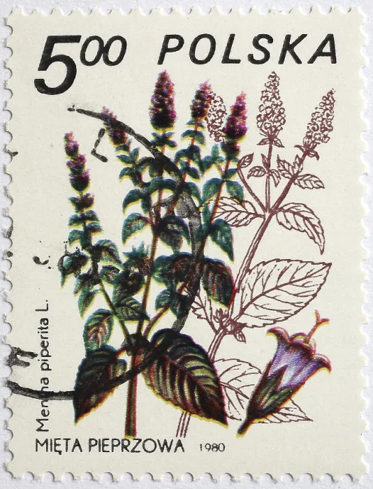 Framed Print : Medicinal plant as stamp motif