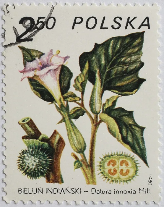 Framed Print : Medicinal plant as stamp motif Framed Print : Medicinal plant as stamp motif
