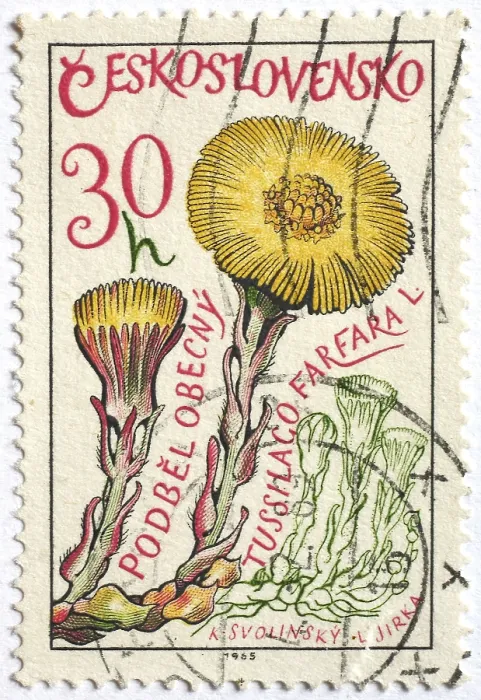 Framed Print : Medicinal plant as stamp motif Framed Print : Medicinal plant as stamp motif