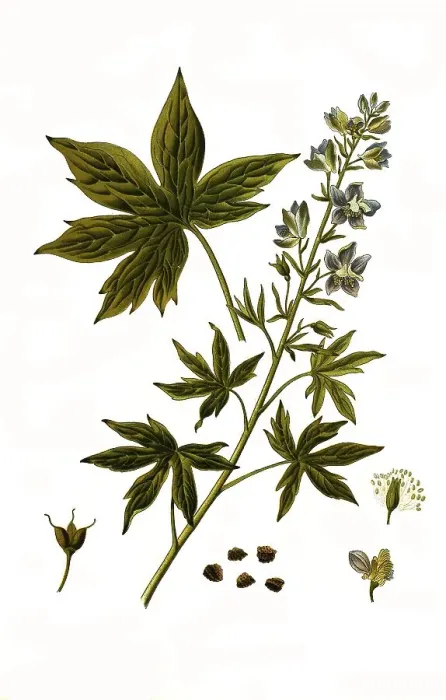 Framed Print : Medicinal plant, Staphisagria larkspur (Delphinium) staphisagria