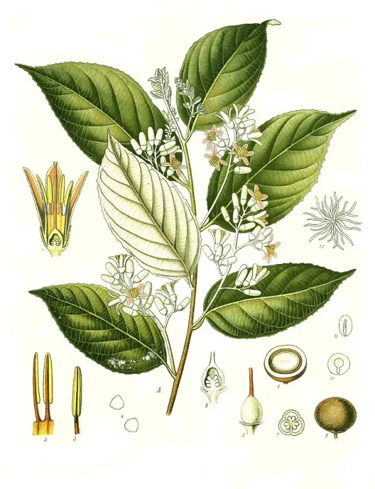 Framed Print : Medicinal plant, Storax tree (Styrax spp) yields benzoin resin
