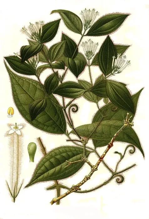Framed Print : Medicinal plant, Strychnos (Strychnos) toxifera Framed Print : Medicinal plant, Strychnos (Strychnos) toxifera