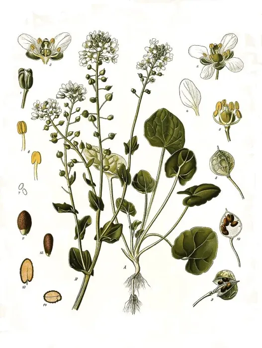 Framed Print : Medicinal plant, True scurvygrass (Cochlearia) officinalis