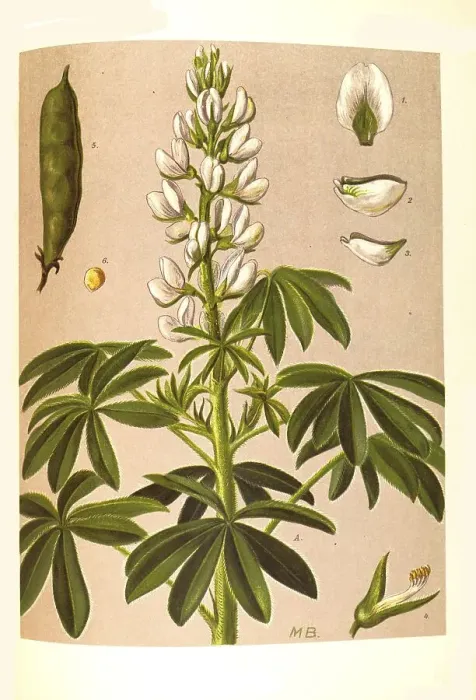 Framed Print : Medicinal plant, white lupin (Lupinus albus)