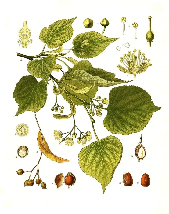 Framed Print : Medicinal plant, Winter lime (Tilia cordata)