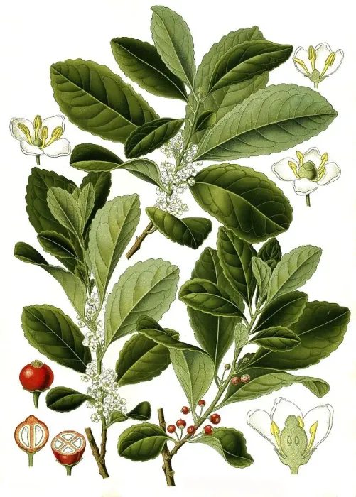 Framed Print : Medicinal plant, yerba mate (Ilex paraguariensis) Framed Print : Medicinal plant, yerba mate (Ilex paraguariensis)