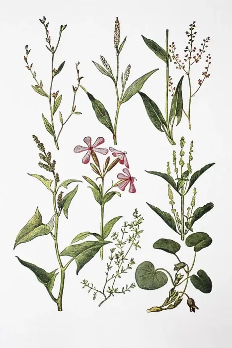 Framed Print : Medicinal plants: Bird's knotweed Framed Print : Medicinal plants: Bird's knotweed