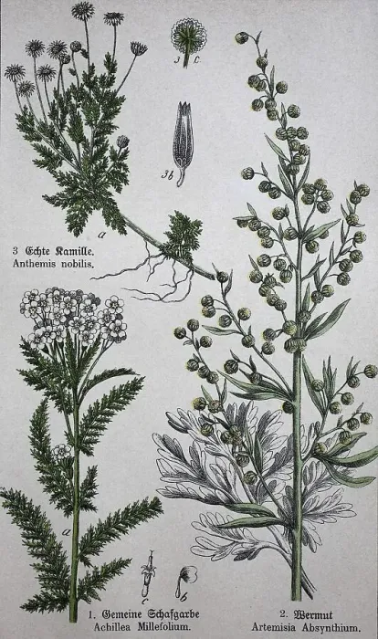 Framed Print : Medicinal plants, Chamaemelum nobile commonly known as chamomile