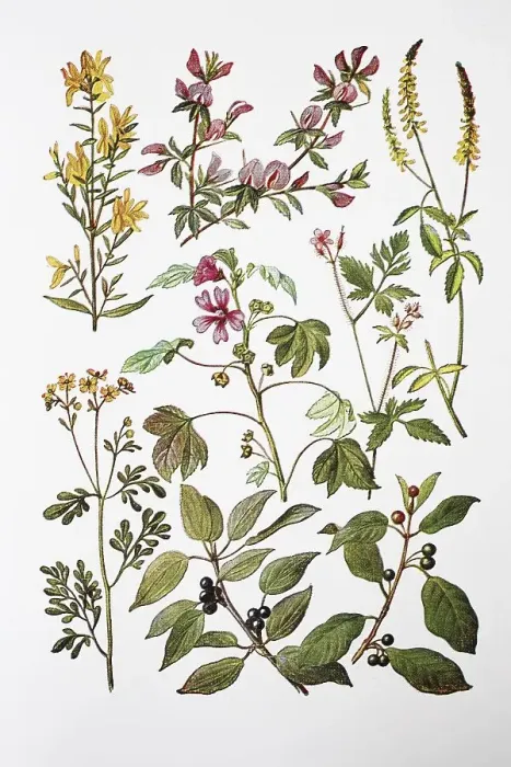Framed Print : Medicinal plants, dyer's broom Framed Print : Medicinal plants, dyer's broom
