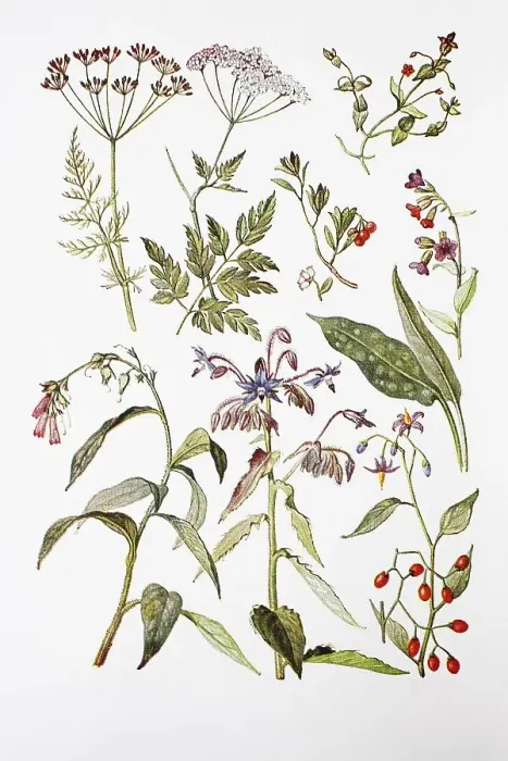 Framed Print : Medicinal Plants, Field Cumin, Wild Chervil Framed Print : Medicinal Plants, Field Cumin, Wild Chervil