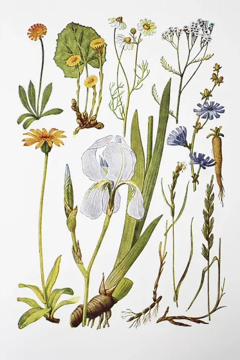 Framed Print : Medicinal plants, hawkweed, coltsfoot