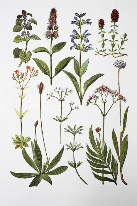 Framed Print : Medicinal plants, tansy, peppermint
