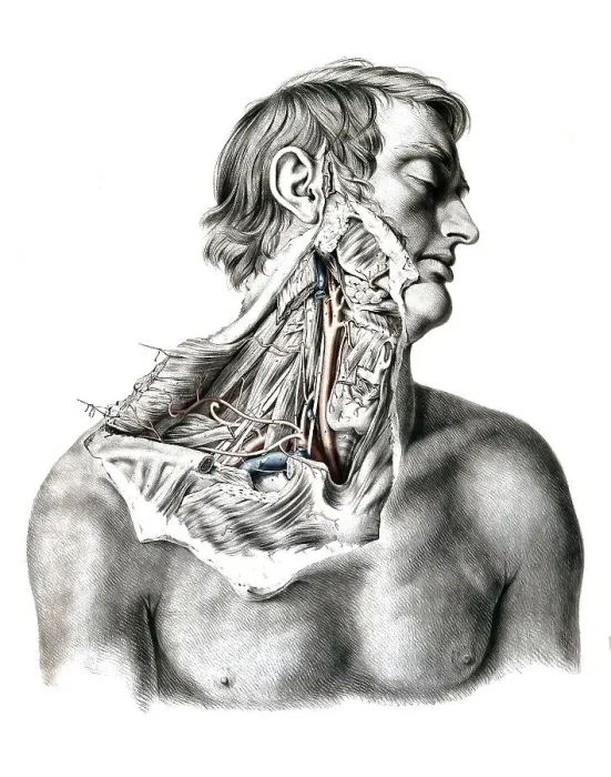 Framed Print : Medicine, anatomy, the circulatory system
