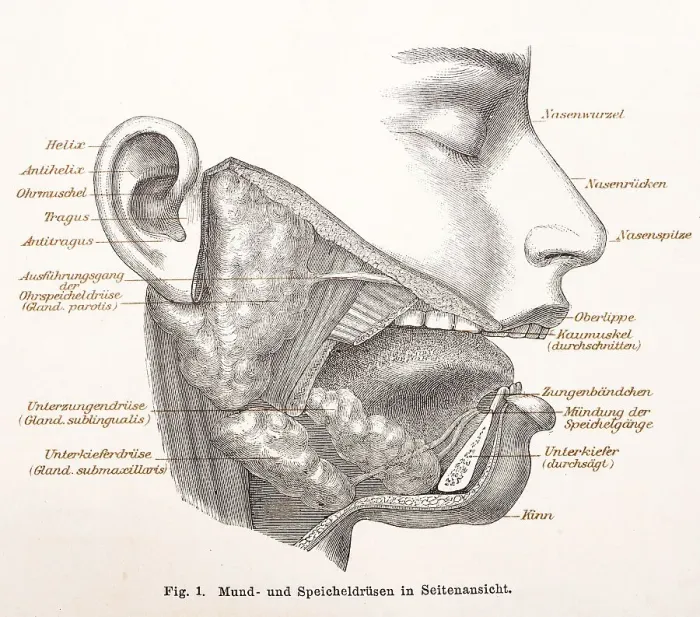 Framed Print : Medicine, anatomy, drawing of the human face with oral and salivary glands
