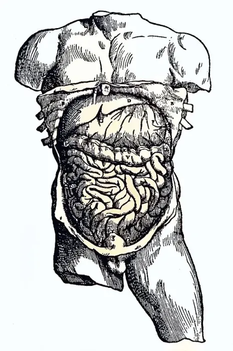 Framed Print : Medicine, anatomy, human body, The abdominal cavity and its contents