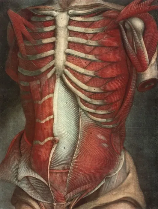 Framed Print : Medicine, anatomy, human torso Framed Print : Medicine, anatomy, human torso