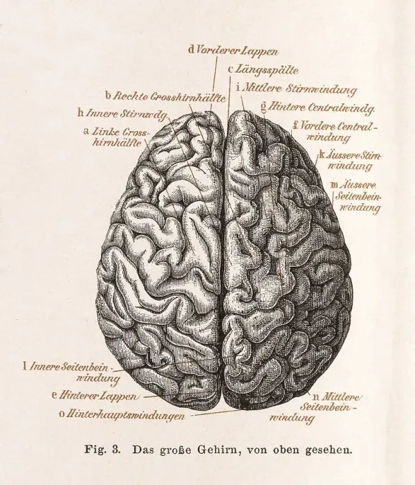 Framed Print : Medicine, anatomy, illustration