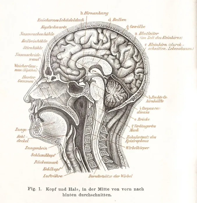 Framed Print : Medicine, anatomy, illustration of a section through the human head with mouth